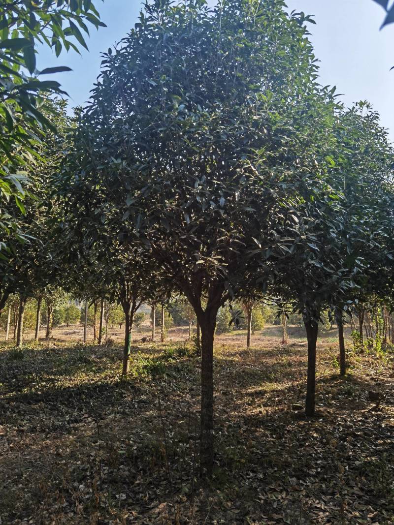 丹桂10公分20公分假植苗，地苗价格面议精准