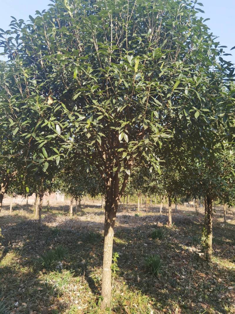 丹桂10公分20公分假植苗，地苗价格面议精准