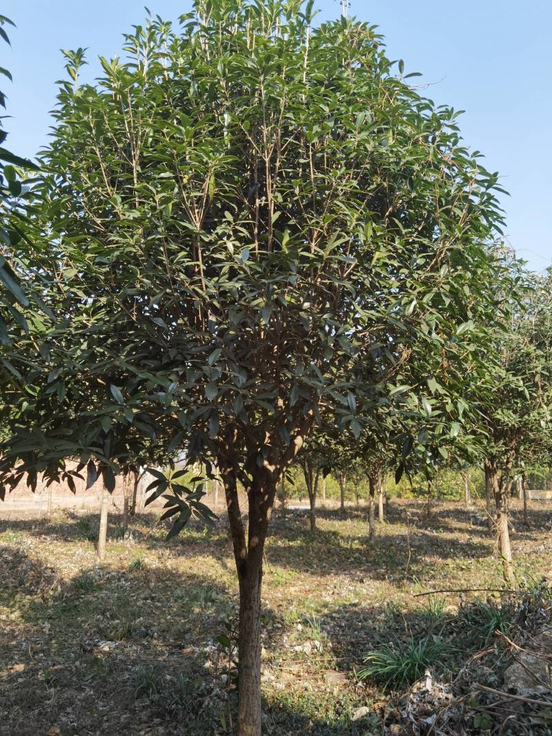 丹桂10公分20公分假植苗，地苗价格面议精准