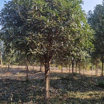 丹桂10公分20公分假植苗，地苗价格面议精准