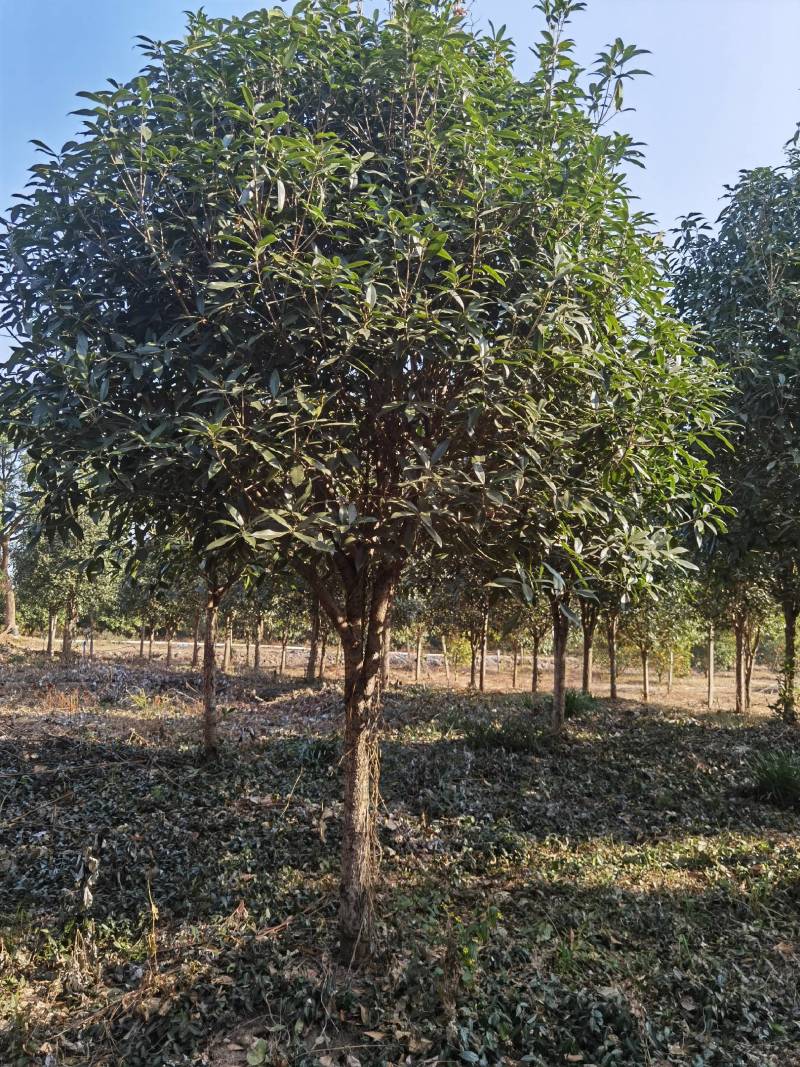 丹桂10公分20公分假植苗，地苗价格面议精准