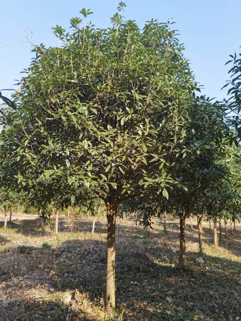 丹桂10公分20公分假植苗，地苗价格面议精准