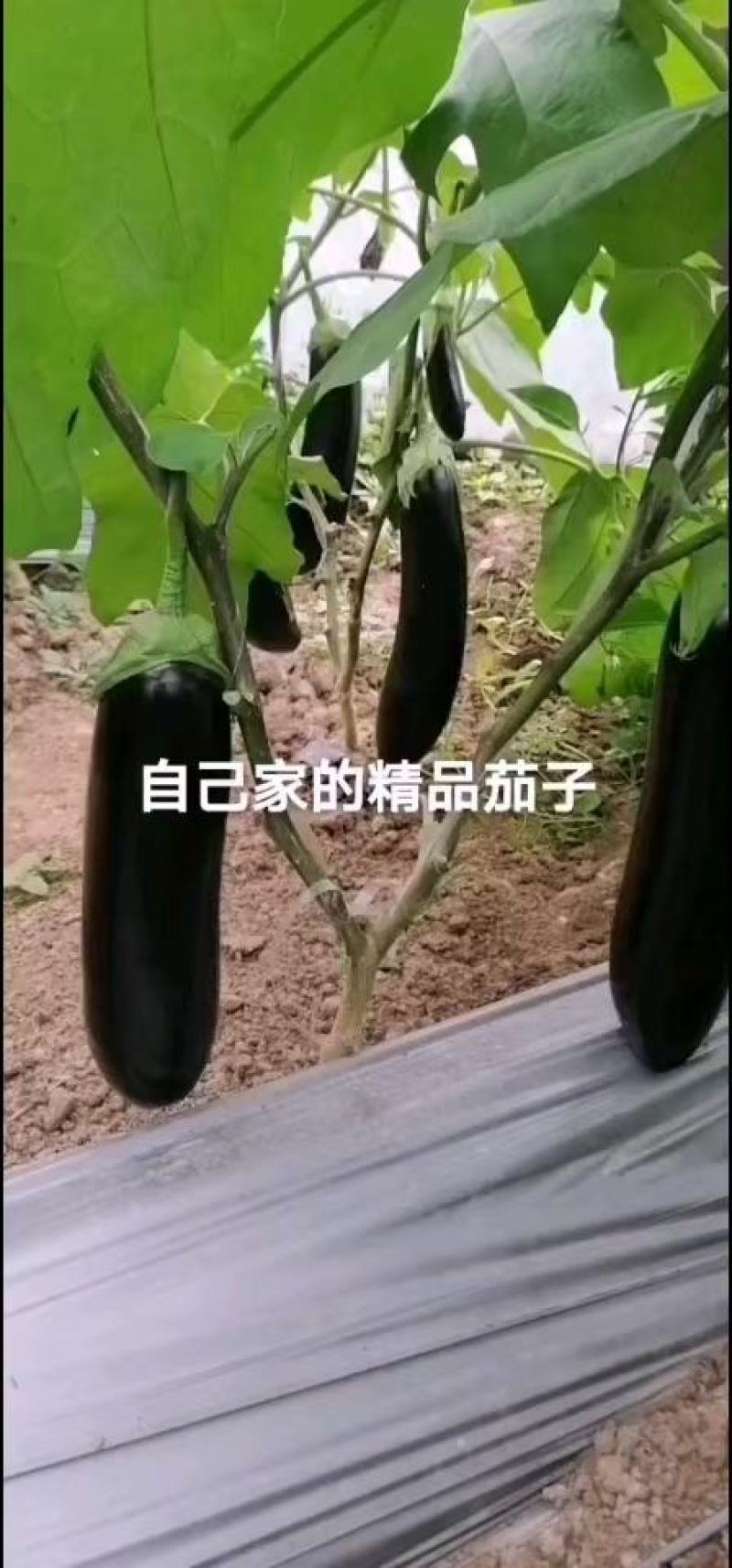 茄子苗嫁接陆地烧烤茄绿鄂！紫鄂！黑宝，产量高，意管理