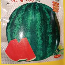 花蜜100无籽西瓜——翠绿皮圆球形花皮翠宝无籽西瓜新品种