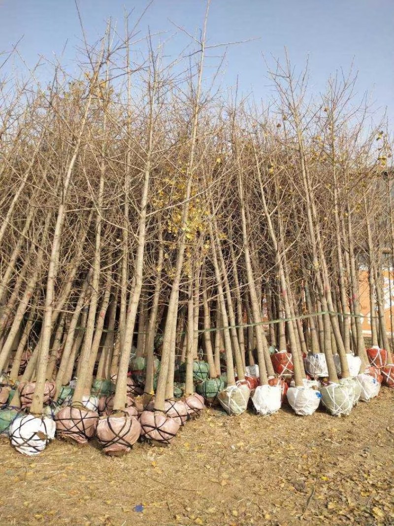 常年供应各种规格银杏树，小苗大树