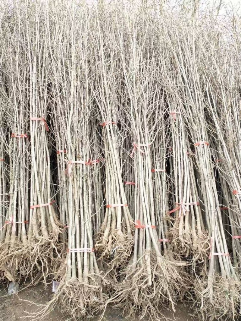 常年供应各种规格银杏树，小苗大树