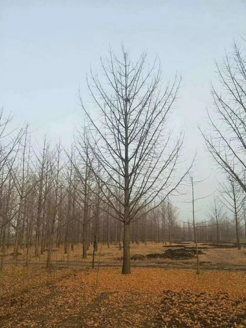 常年供应各种规格银杏树，小苗大树
