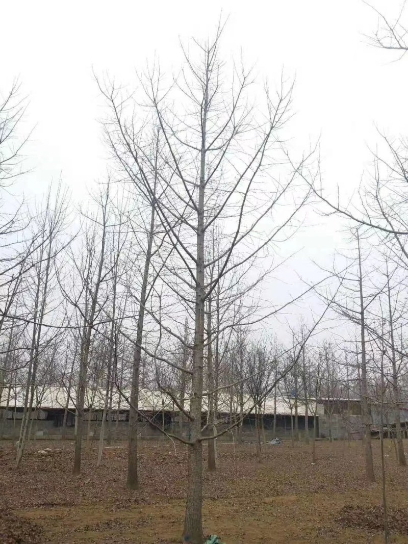 常年供应各种规格银杏树，小苗大树