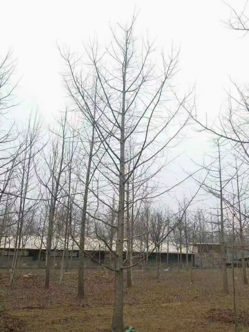 常年供应各种规格银杏树，小苗大树