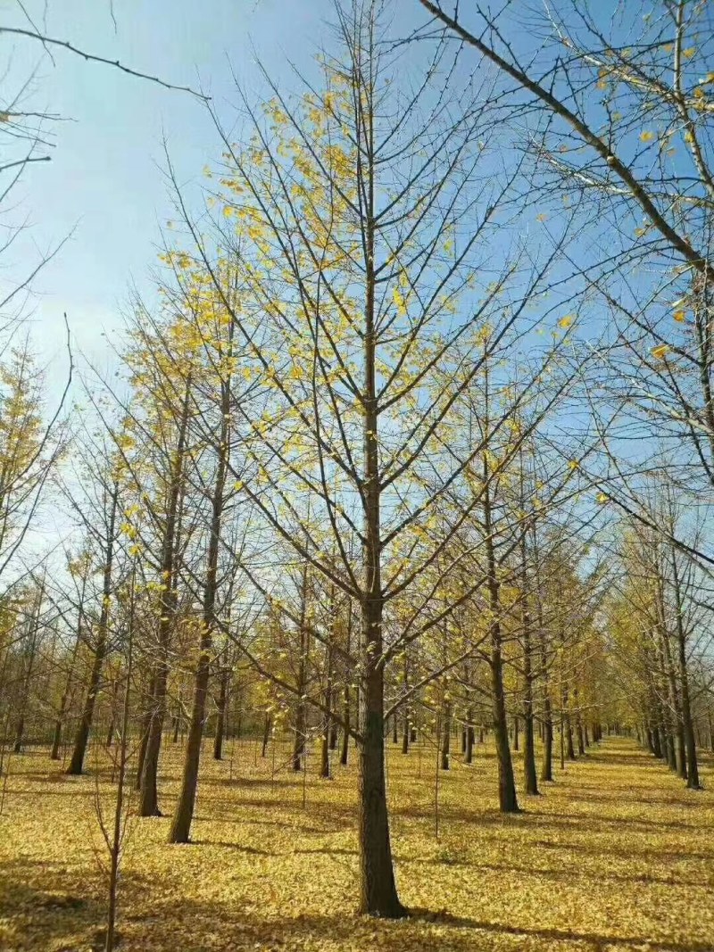 常年供应各种规格银杏树，小苗大树