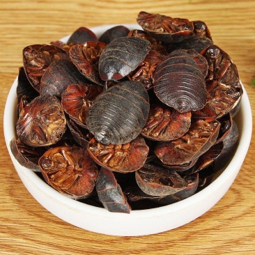土元土鳖虫地鳖虫水洗无土土元虫土鳖虫各种昆虫类