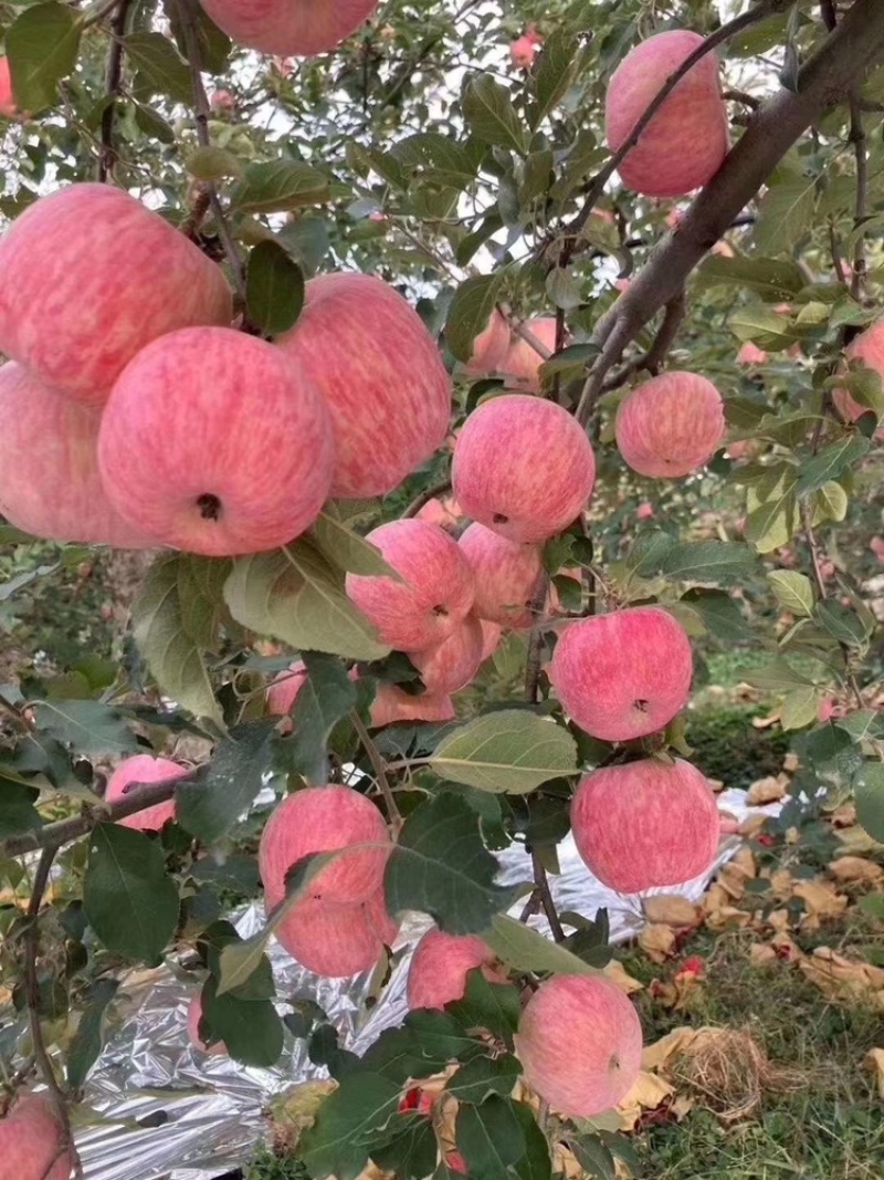正宗红富士苹果，个大味美，