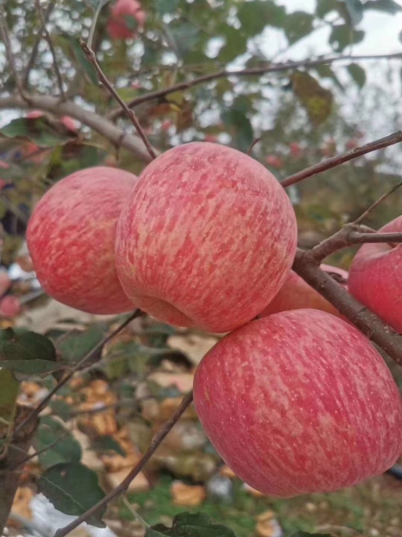 正宗红富士苹果，个大味美，