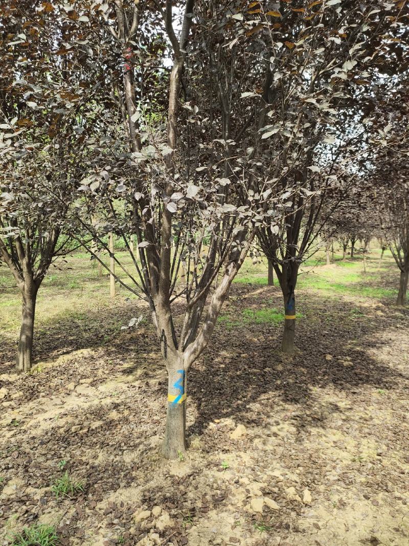 紫叶李，红叶李，苗圃直销价格美丽一手货源技术支持指树挖树