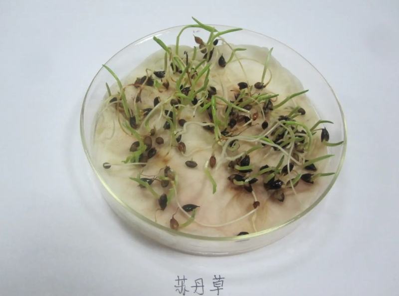 苏丹草种子养鱼，羊，牛等，营养丰富，适应性强