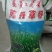 苏丹草种子养鱼，羊，牛等，营养丰富，适应性强