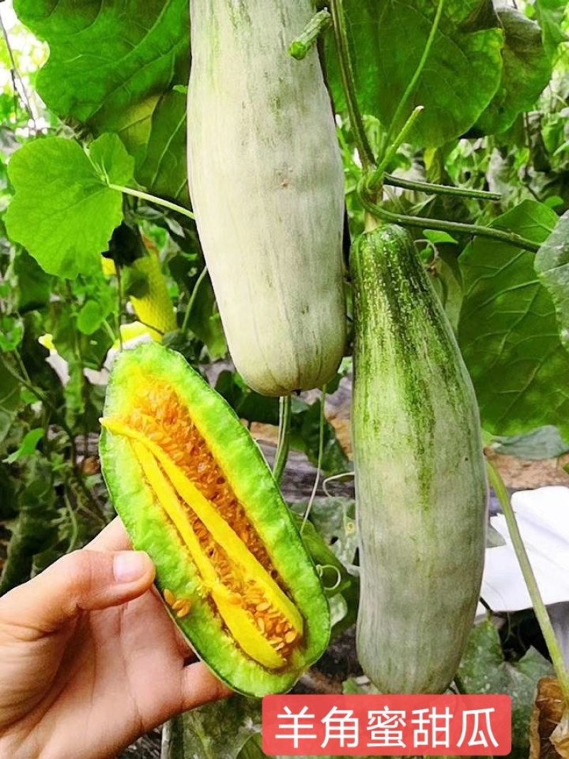 【诚信商家】羊角蜜甜瓜，山东潍坊羊角蜜甜瓜，大棚甜瓜