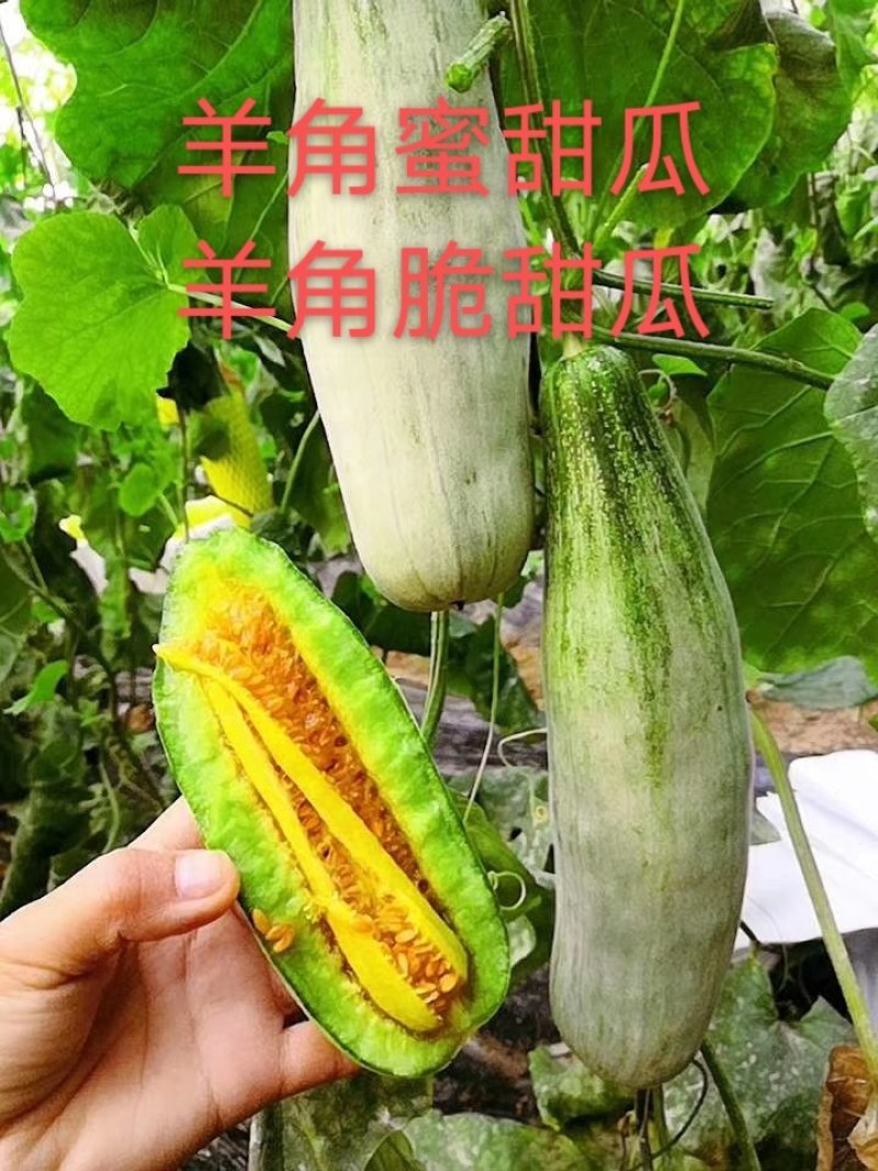 【诚信商家】羊角蜜甜瓜，山东潍坊羊角蜜甜瓜，大棚甜瓜
