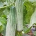 【诚信商家】羊角蜜甜瓜，山东潍坊羊角蜜甜瓜，大棚甜瓜