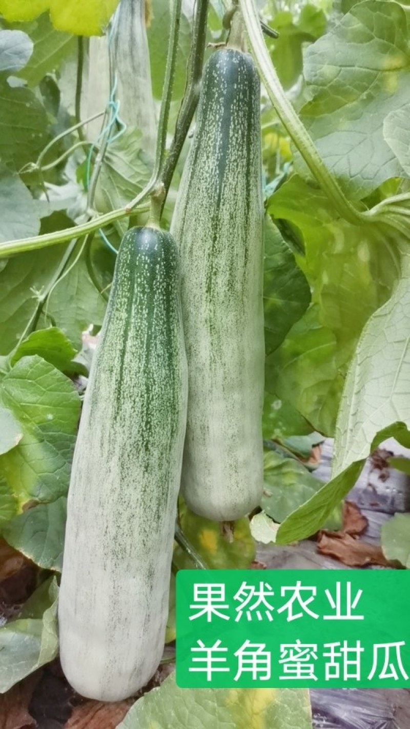 【诚信商家】羊角蜜甜瓜，山东潍坊羊角蜜甜瓜，大棚甜瓜