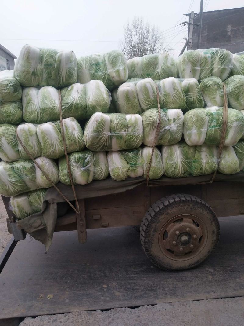 青杂三号白菜，发，新疆，广州，陕西，山西，河北，郑州，