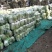 青杂三号白菜，发，新疆，广州，陕西，山西，河北，郑州，