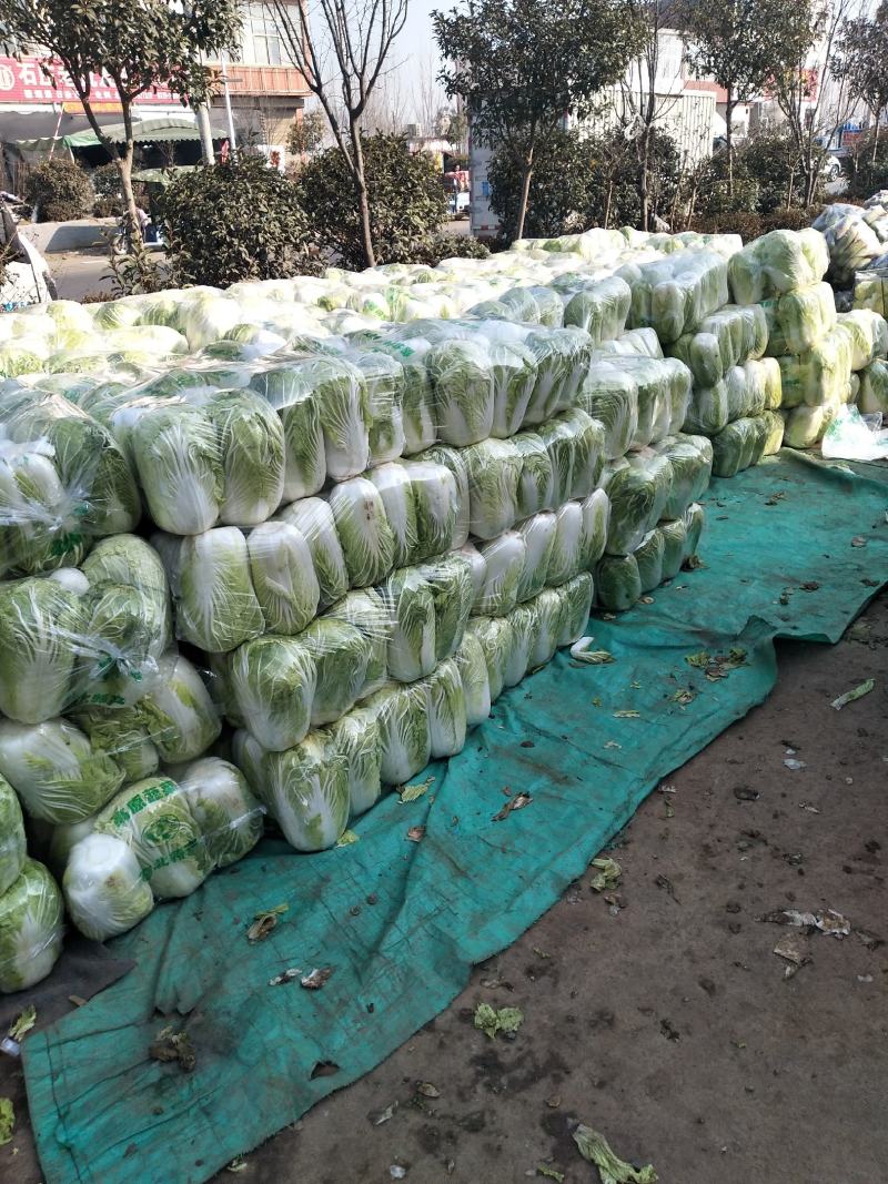 青杂三号白菜，发，新疆，广州，陕西，山西，河北，郑州，