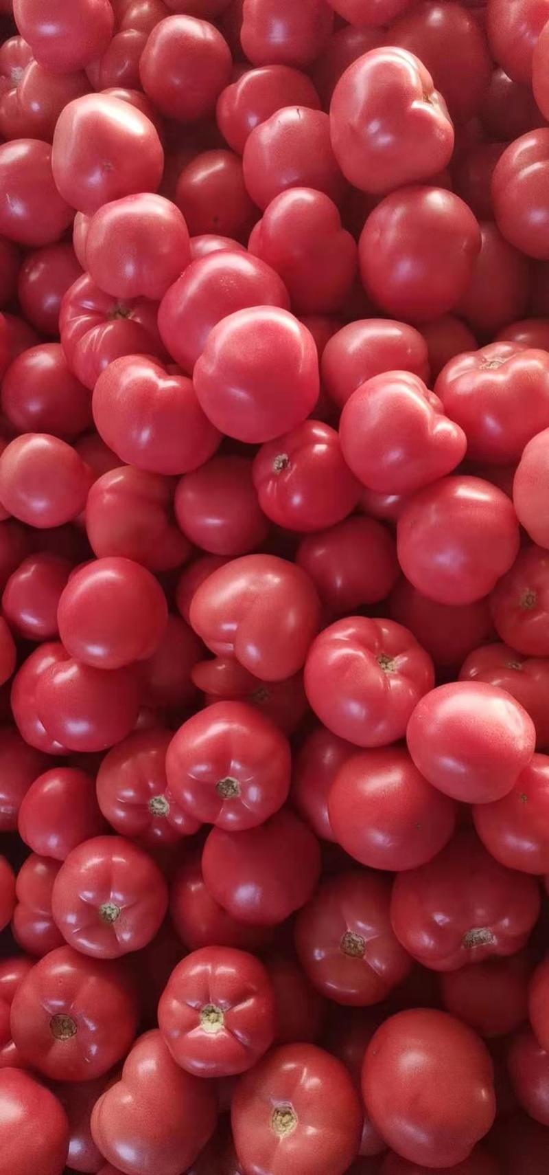 【基地直供】粉红西红柿一手货源产地直发商超