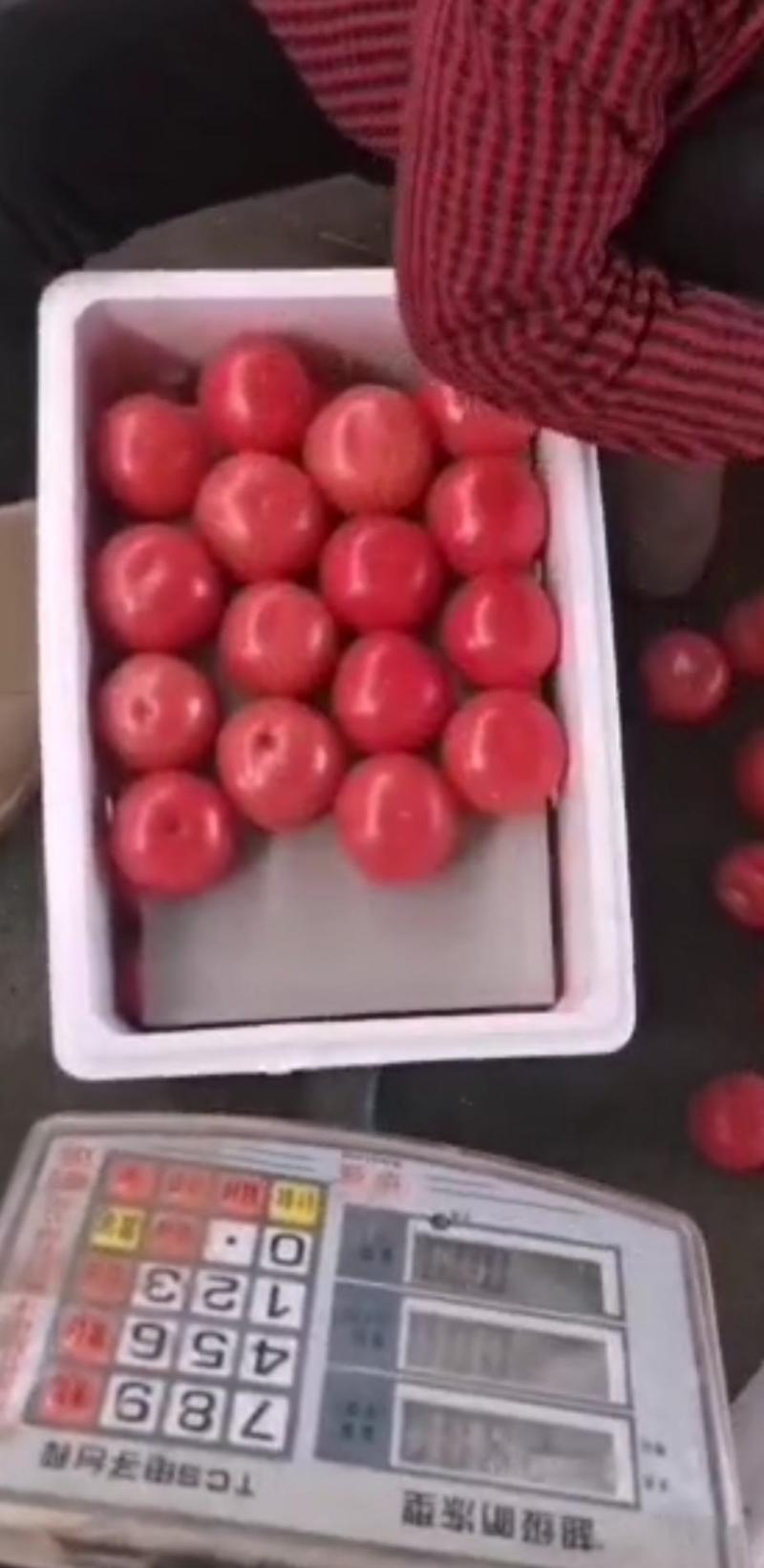 【基地直供】粉红西红柿一手货源产地直发商超