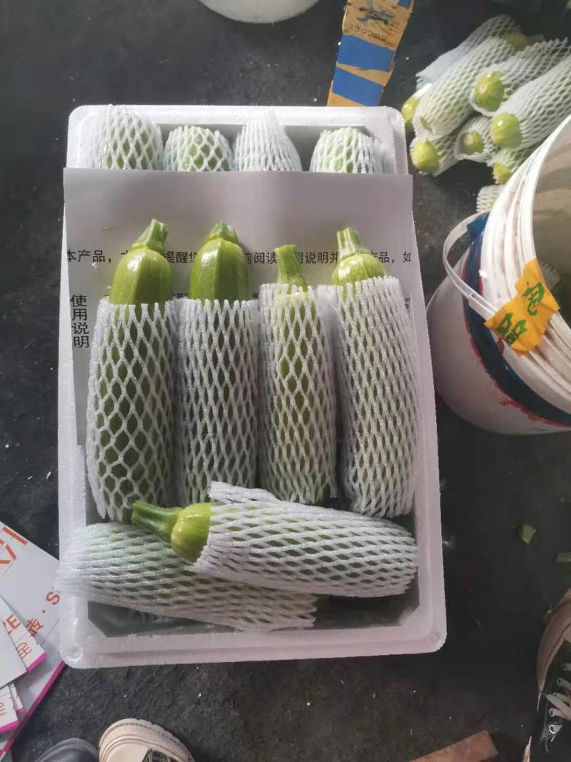 山东西葫芦大量上市保质保量产地直发欢迎老板选购