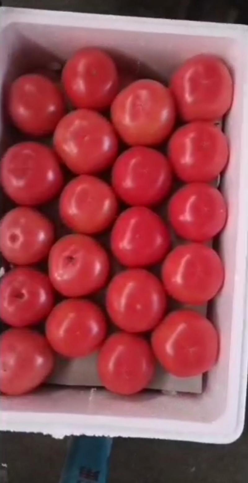 粉红西红柿大量供应西红柿货源充足量大从优诚信经营