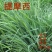 牧草种子兔子吃的草提摩西种子猫尾草梯牧草喂养兔子爱吃的草
