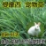 牧草种子兔子吃的草提摩西种子猫尾草梯牧草喂养兔子爱吃的草