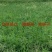 牧草种子兔子吃的草提摩西种子猫尾草梯牧草喂养兔子爱吃的草