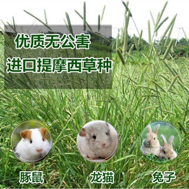 牧草种子兔子吃的草提摩西种子猫尾草梯牧草喂养兔子爱吃的草