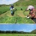 牧草种子兔子吃的草提摩西种子猫尾草梯牧草喂养兔子爱吃的草