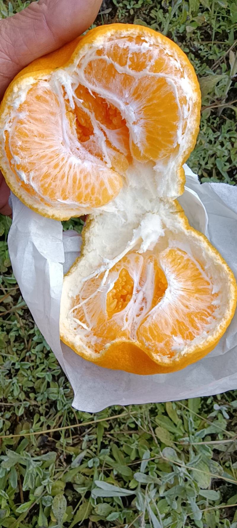 四川耙耙柑商品果，高次果，每天现货供应二万斤。