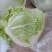焦作优质大白菜，菜形非常好