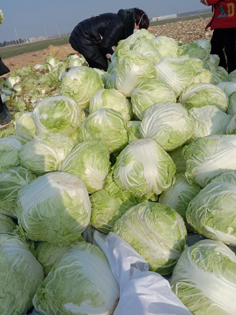 焦作优质大白菜，菜形非常好