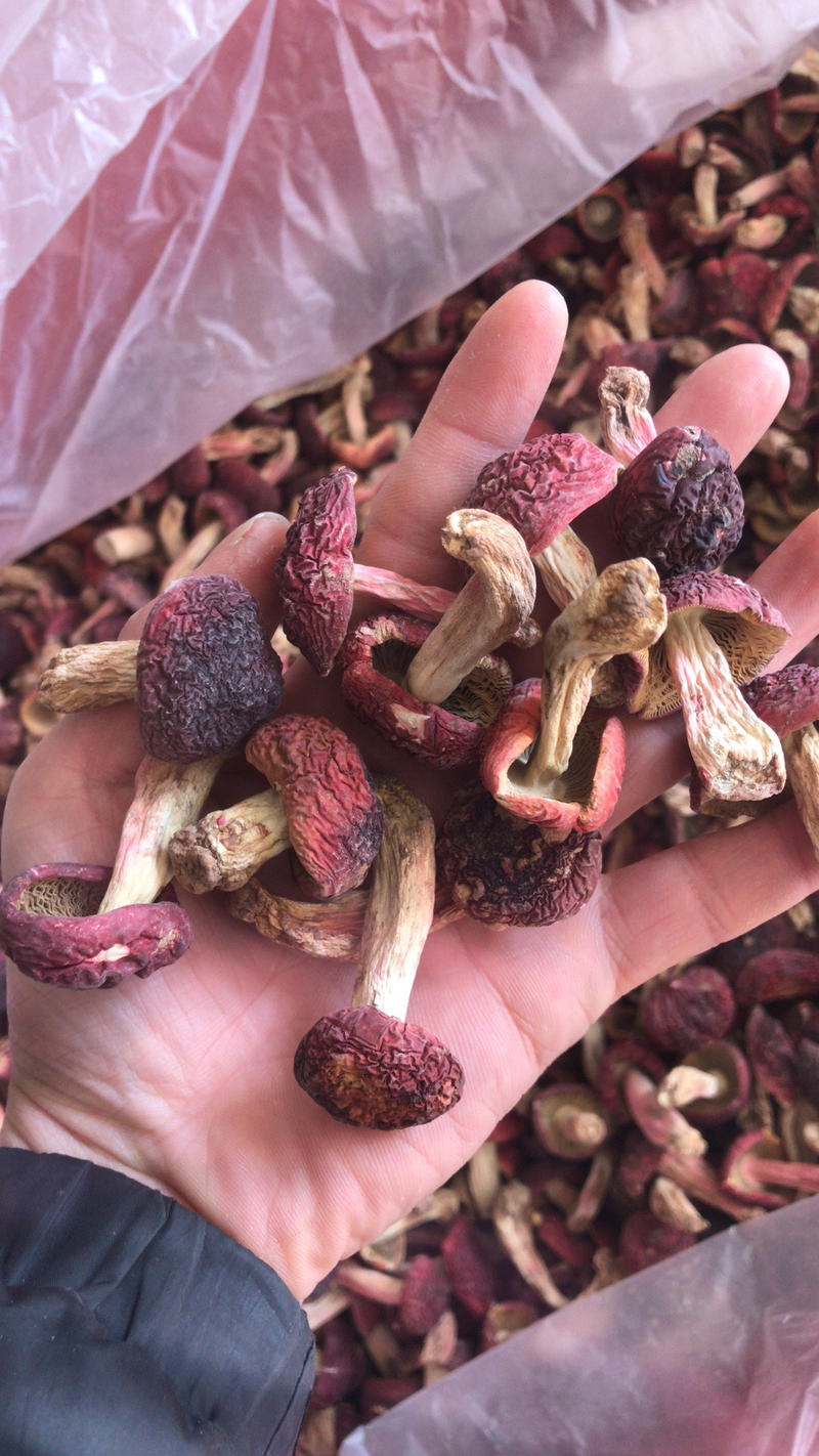 野生红菌，福建野生红菇，中菇蕾，大量批发价格