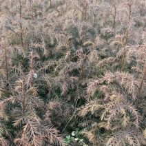 柳杉树苗，当年生苗子，多年生，两年生四年以上都有。