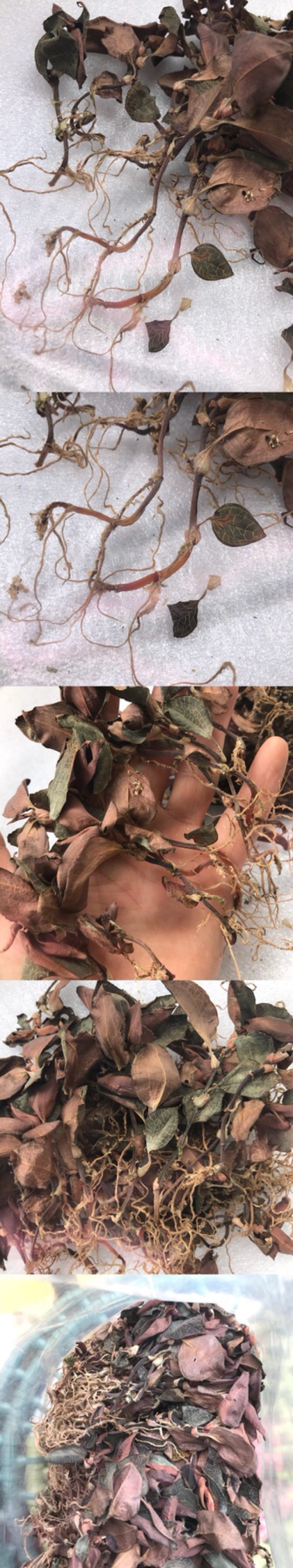 仿野生林下种植金线莲干货，大量现货，量大价优！
