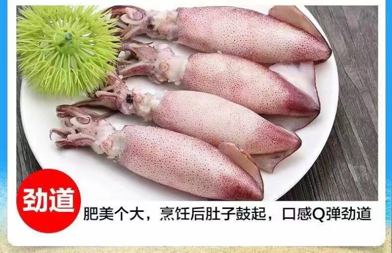 大个全籽籽乌，大海兔小鱿鱼带籽笔管鱼大叽咕