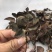 仿野生林下种植金线莲干货，大量现货，量大价优！