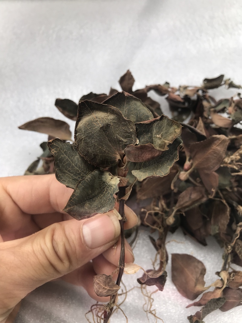 仿野生林下种植金线莲干货，大量现货，量大价优！