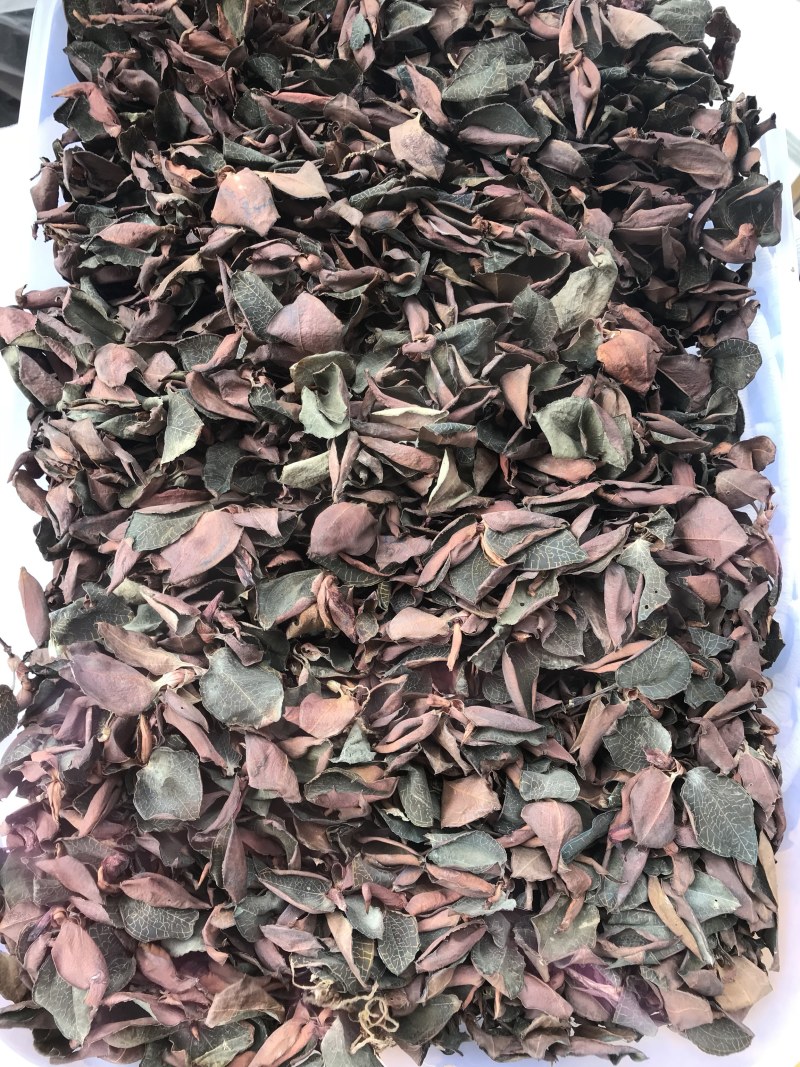 仿野生林下种植金线莲干货，大量现货，量大价优！