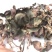 仿野生林下种植金线莲干货，大量现货，量大价优！