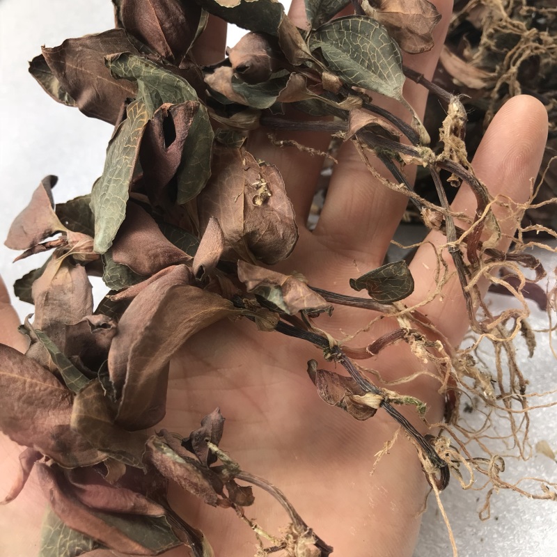 仿野生林下种植金线莲干货，大量现货，量大价优！