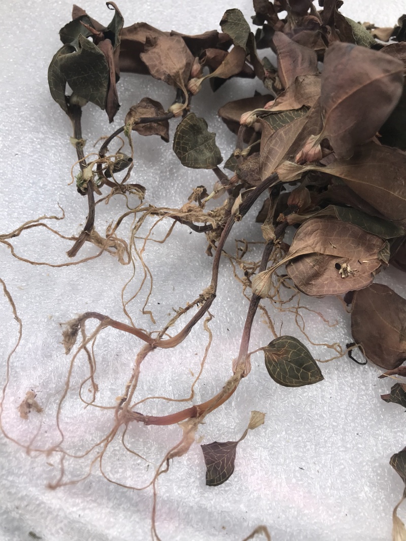 仿野生林下种植金线莲干货，大量现货，量大价优！