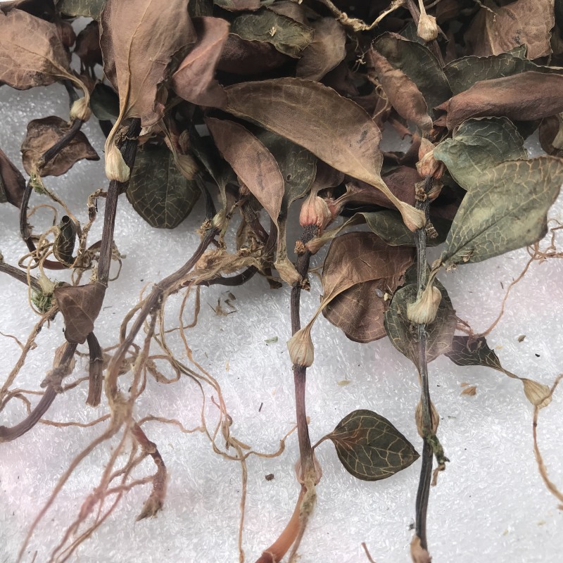 仿野生林下种植金线莲干货，大量现货，量大价优！